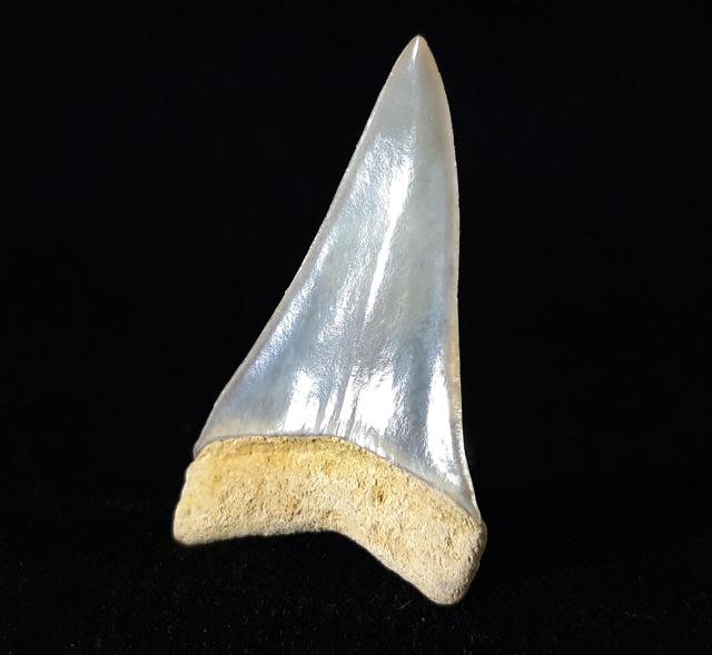 Carcharodon hastalis (AGASSIZ 1838) - Bild © FossNet FossilienStore